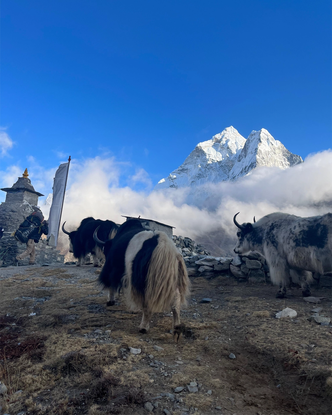 yaks en el camino del viaje a nepal