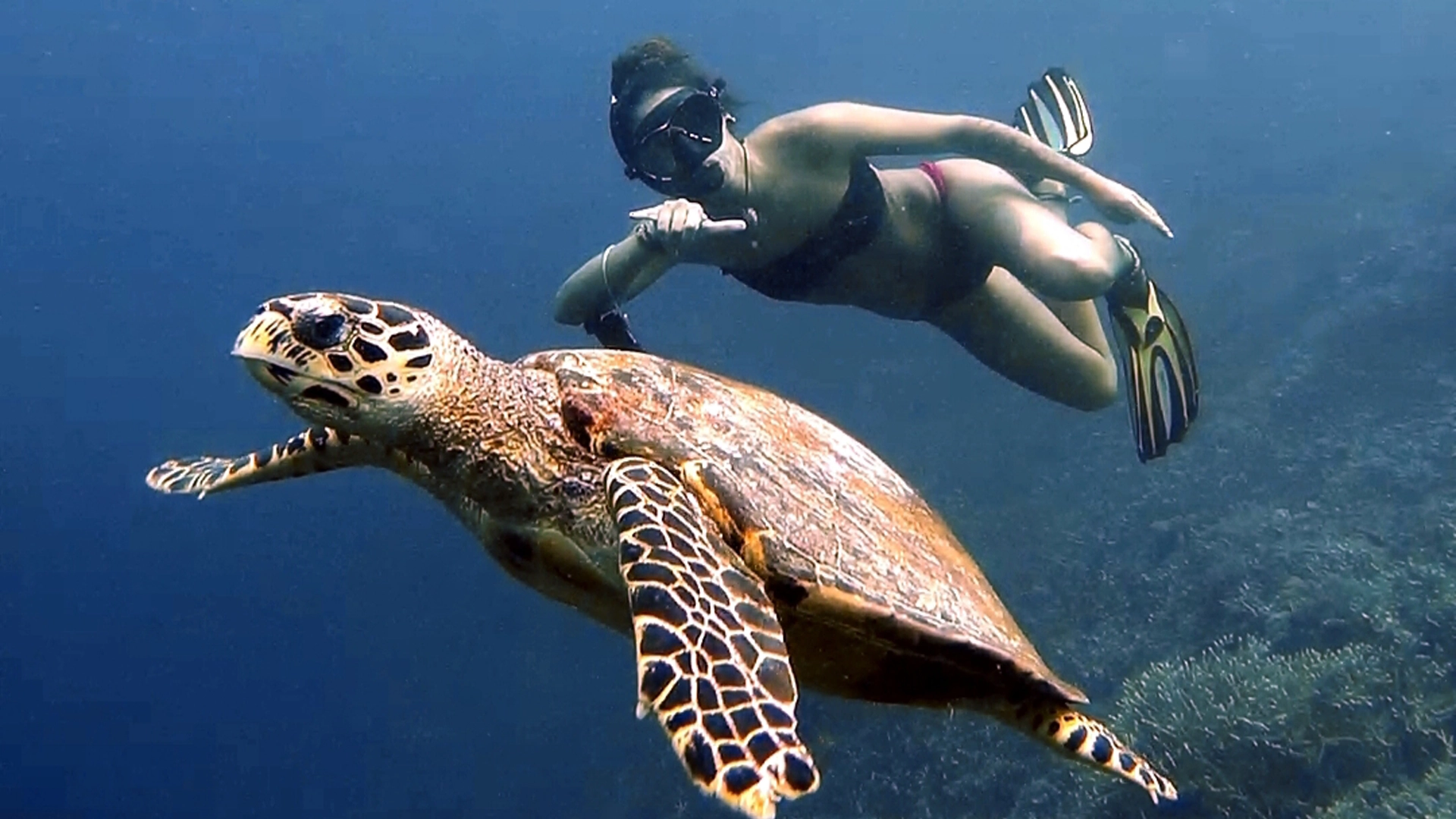 viaje de submarinismo a raja ampat