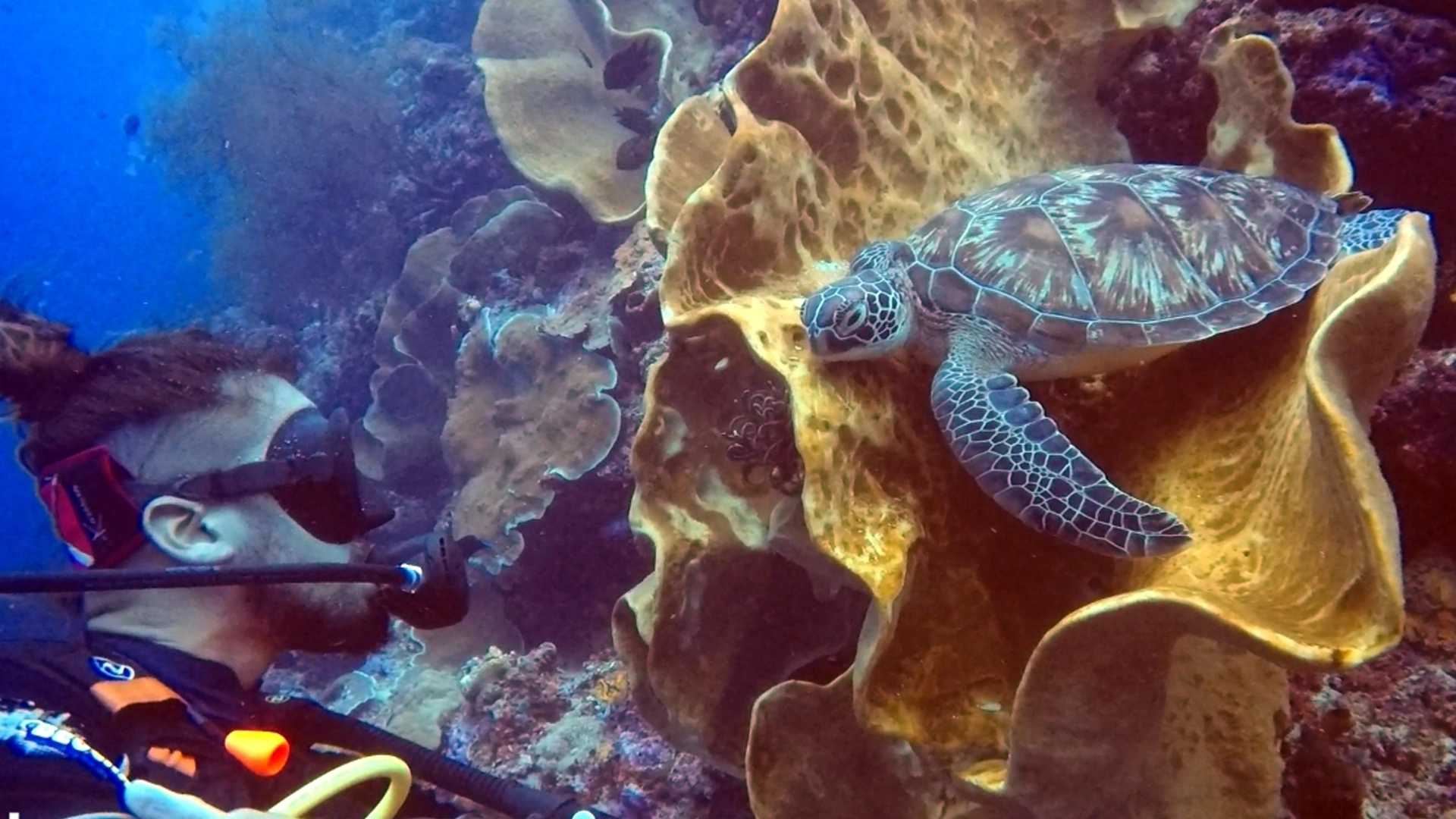 viaje de submarinismo a raja ampat