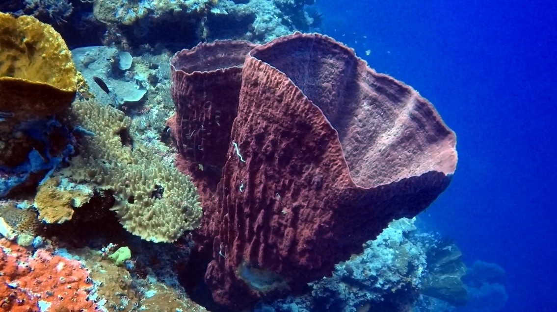 coralreef